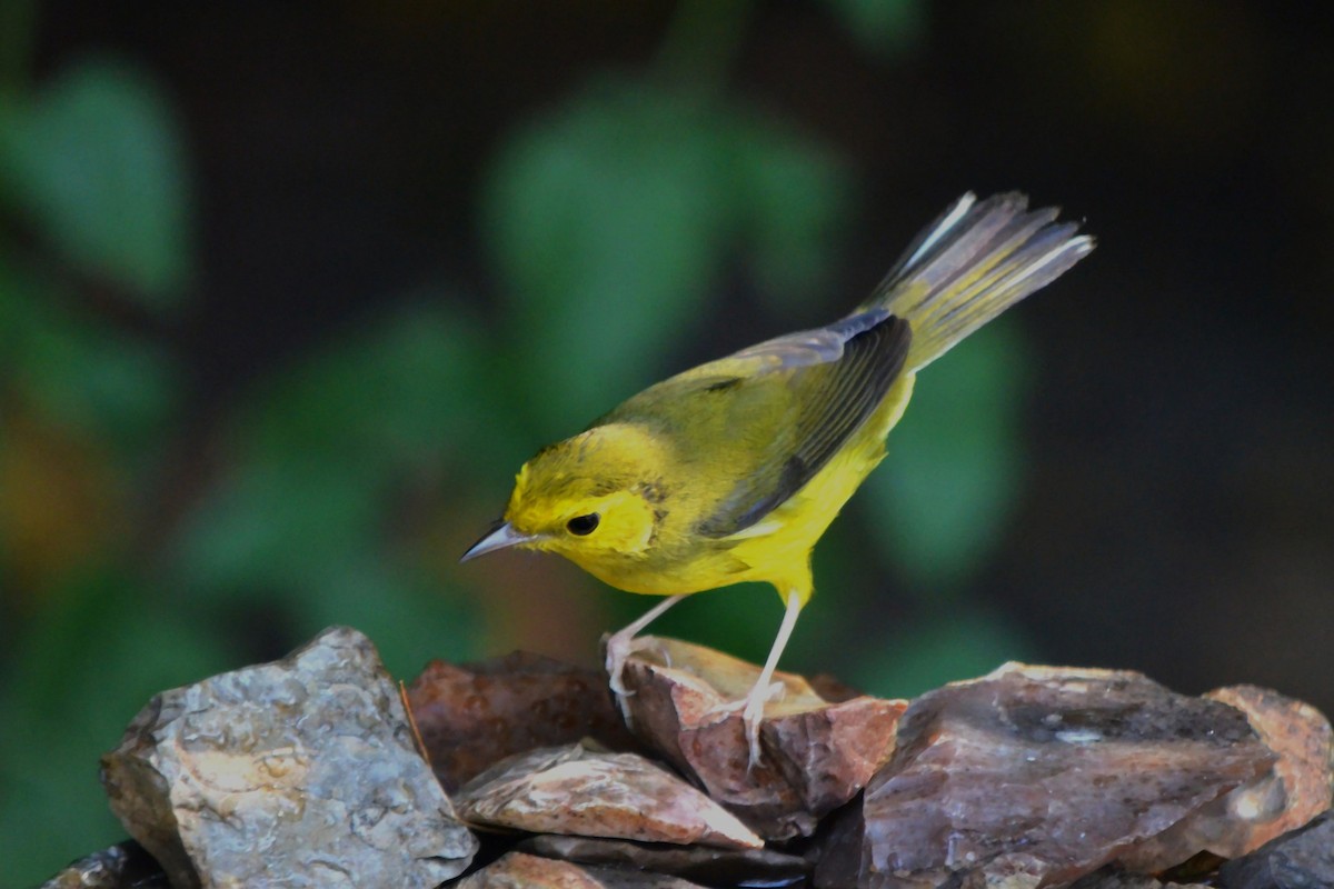 Hooded Warbler - ML641754619