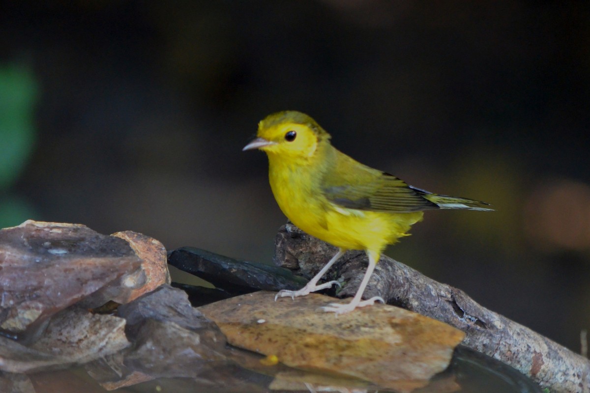 Hooded Warbler - ML641754620