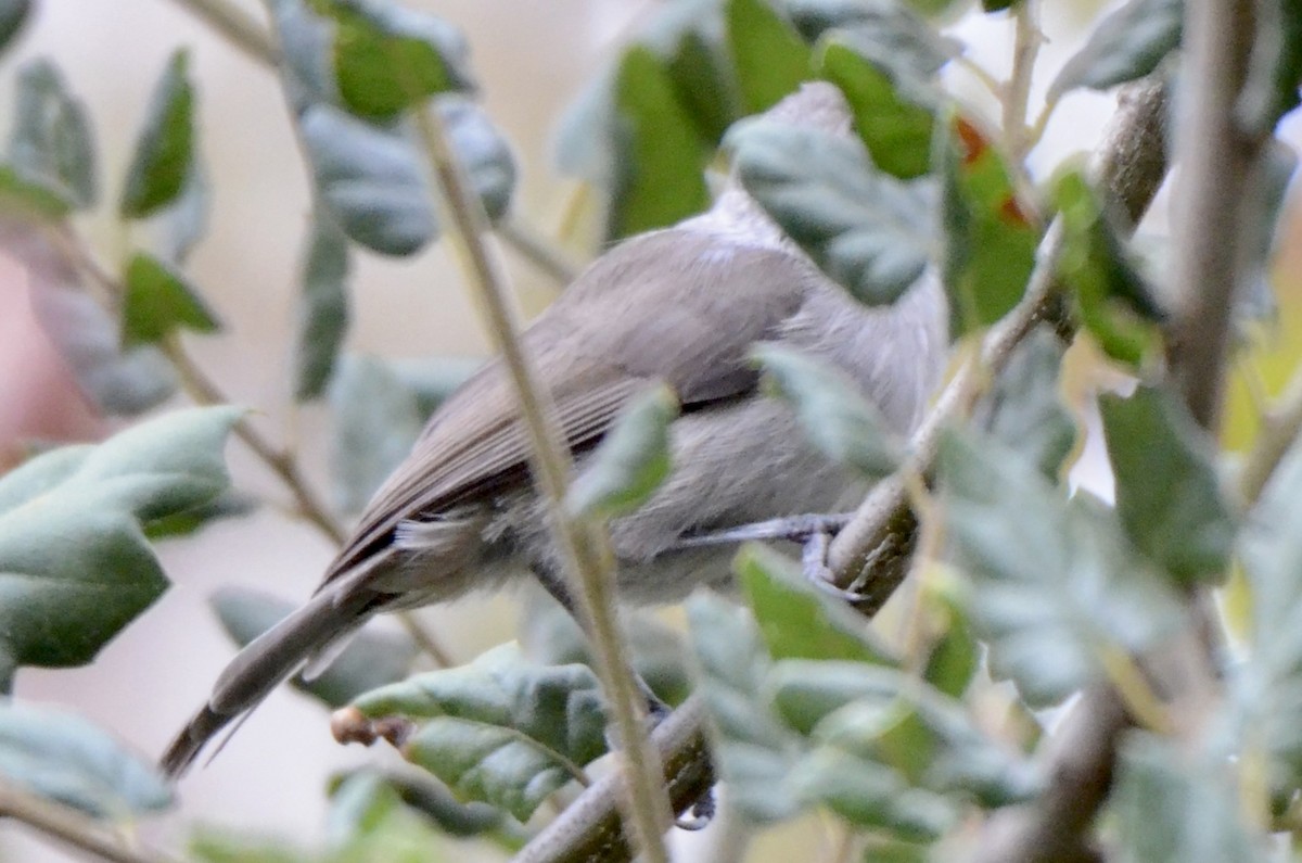 Oak Titmouse - ML641754650