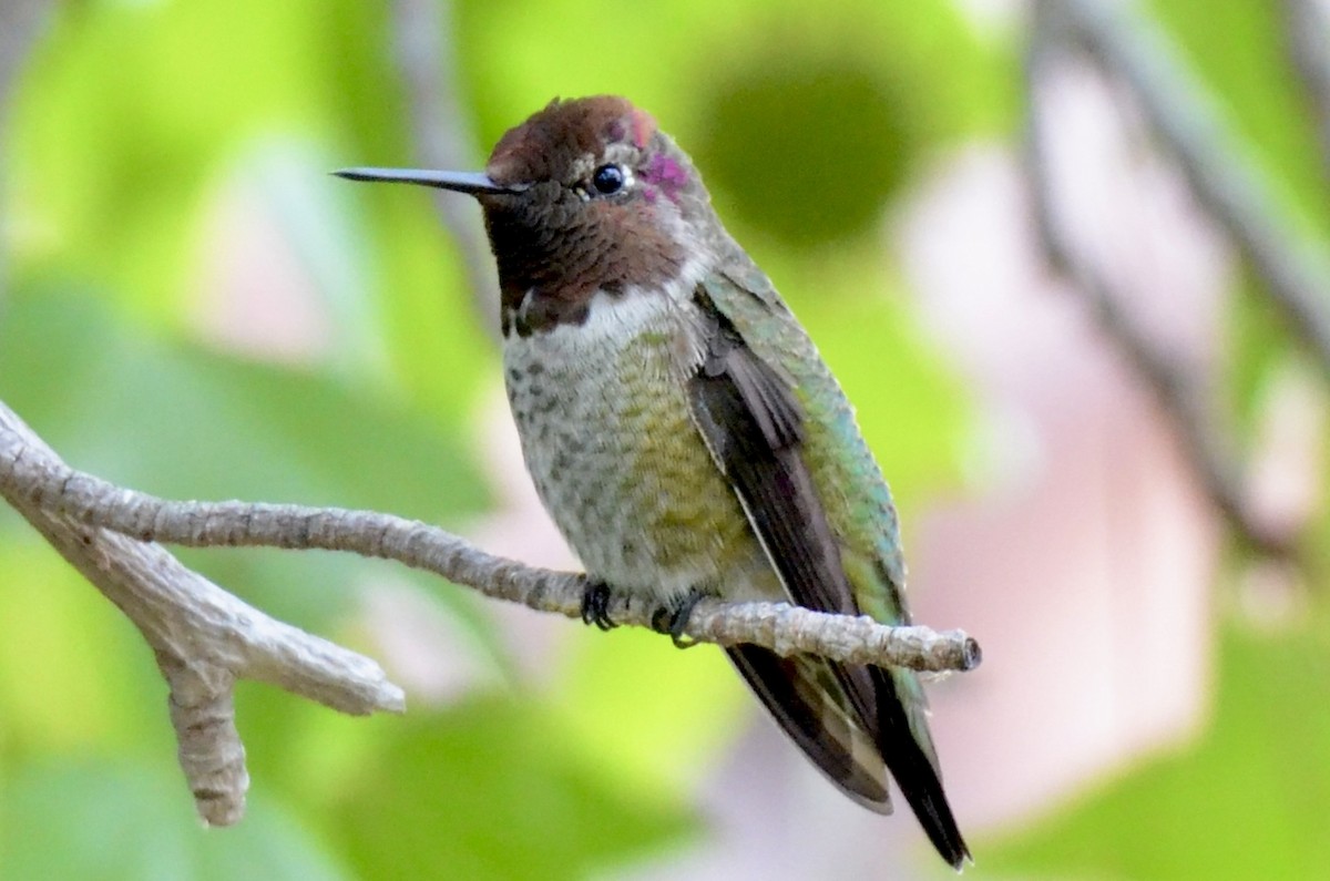Anna's Hummingbird - ML641754655
