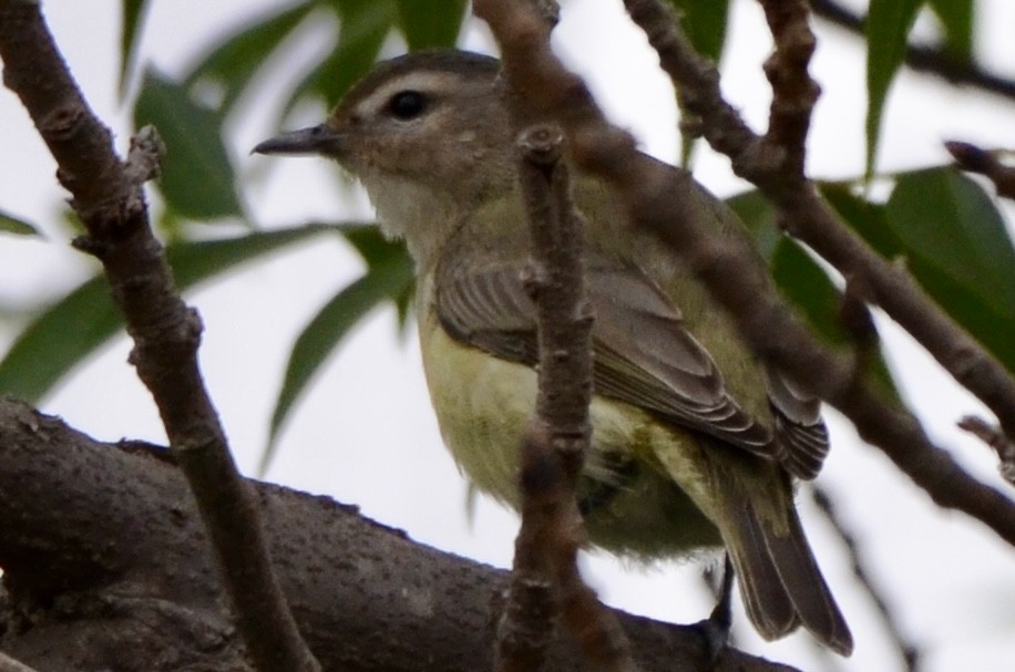 Warbling Vireo - ML641754659