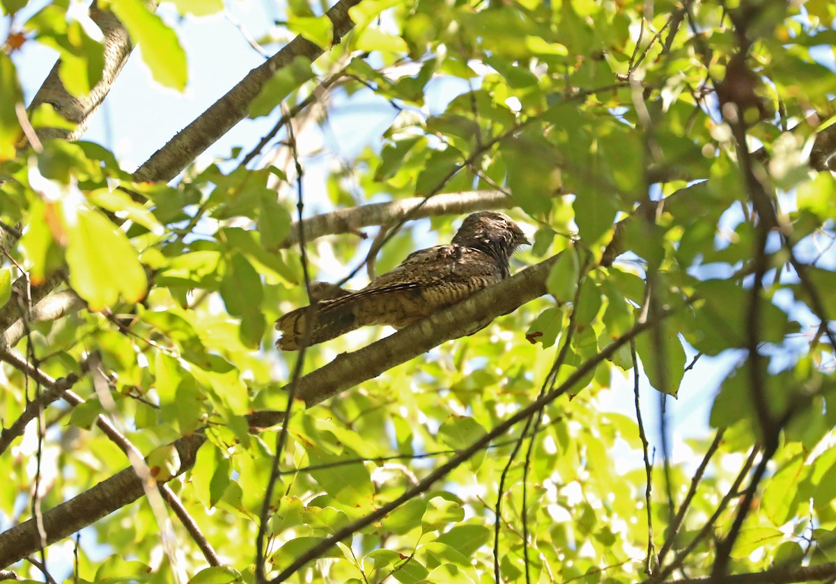 Eastern Whip-poor-will - ML641754674