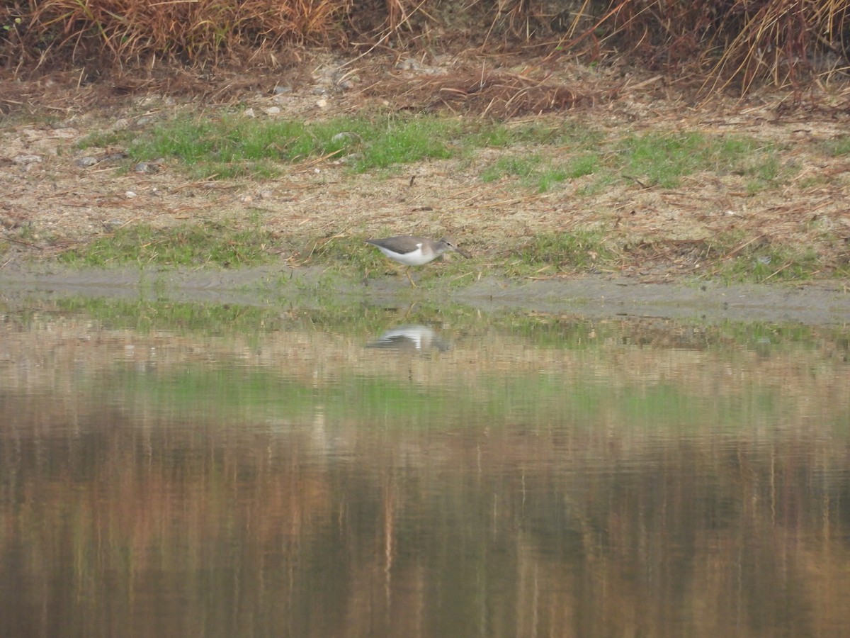 Spotted Sandpiper - ML641754700