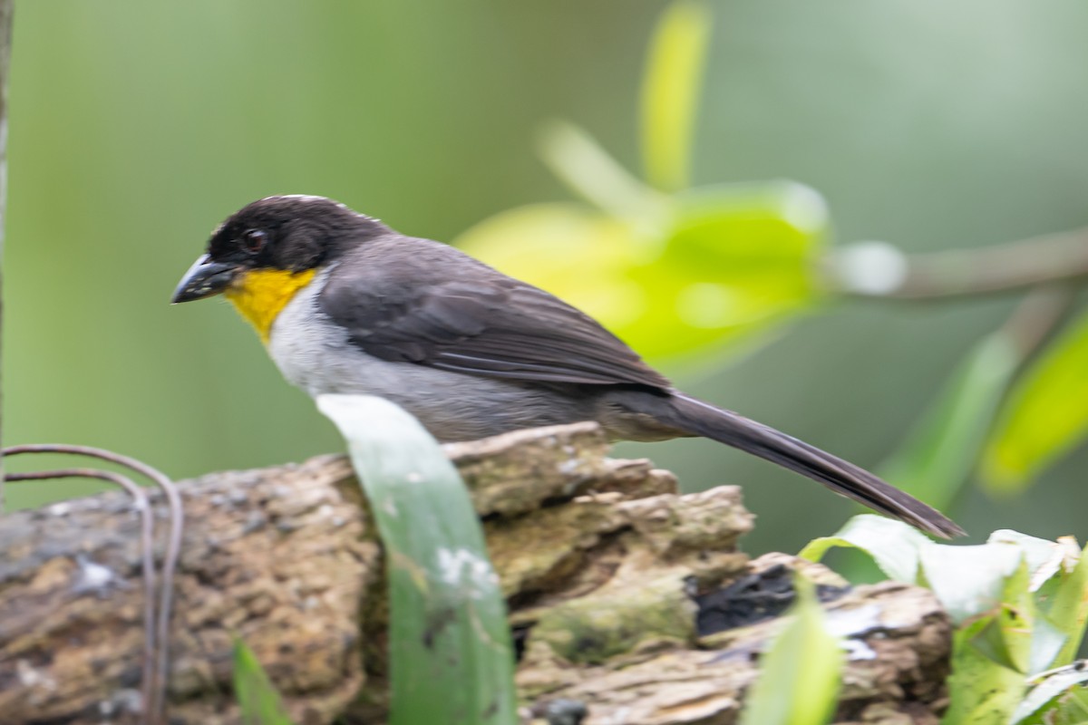 White-naped Brushfinch - ML641754701
