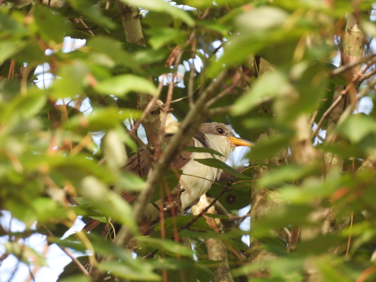 Yellow-billed Cuckoo - ML641754714