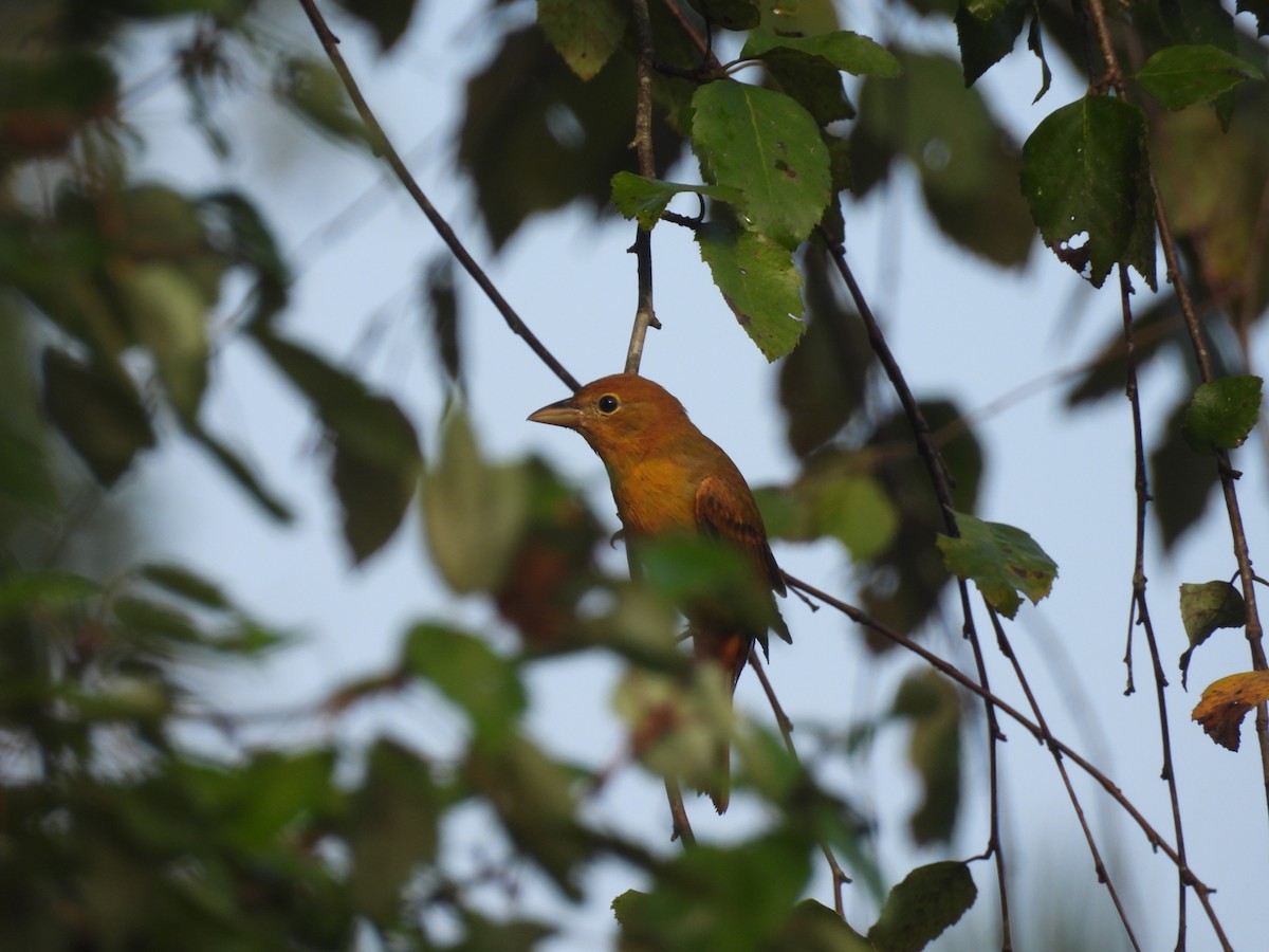 Summer Tanager - ML641754737