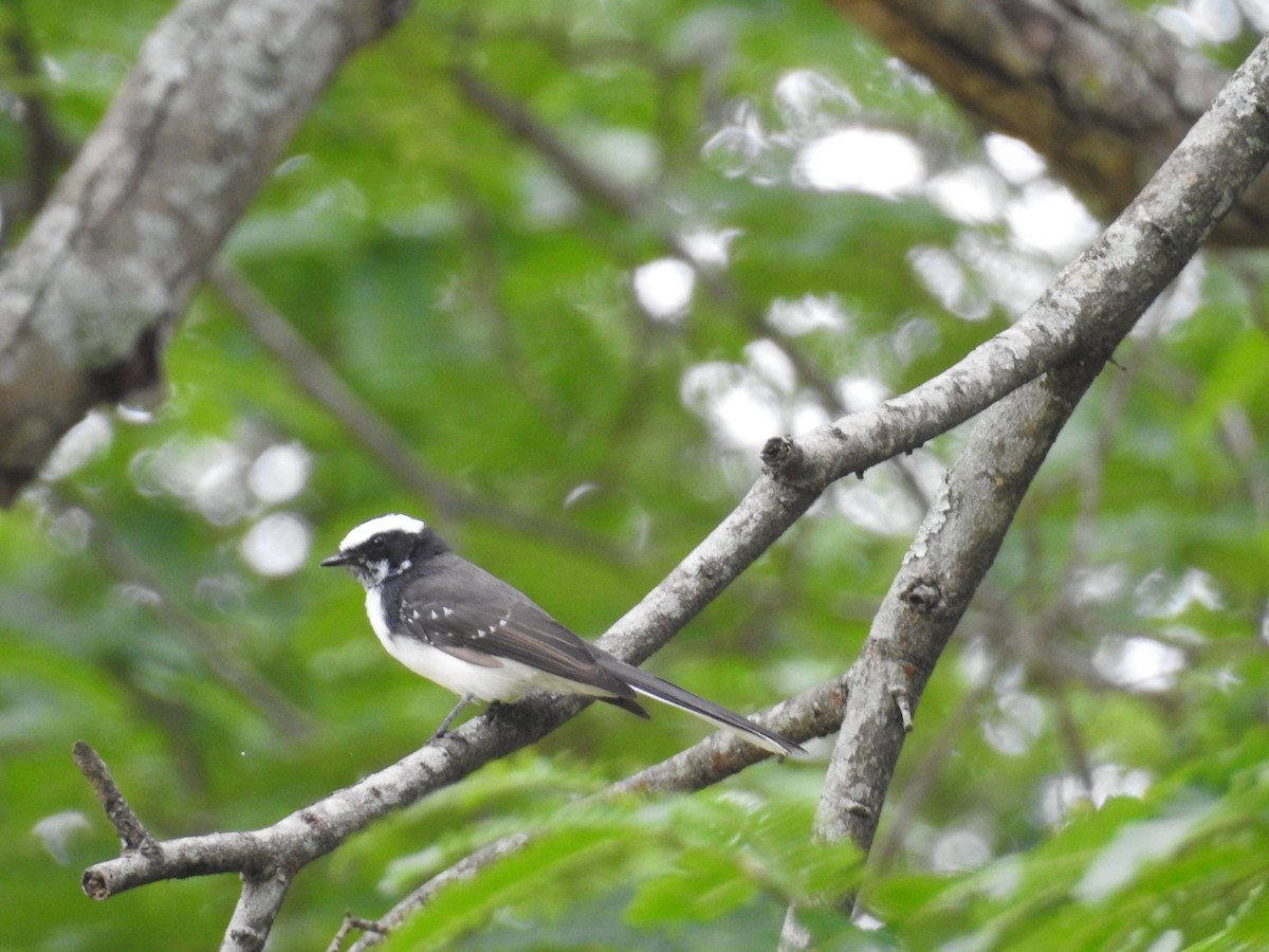 White-browed Fantail - ML641754755