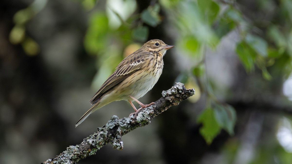 Prispolone - ML641754846