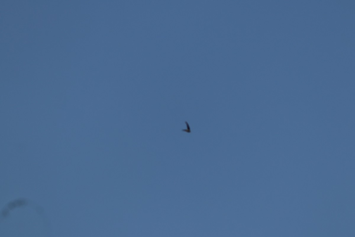 Alpine Swift - ML641754889