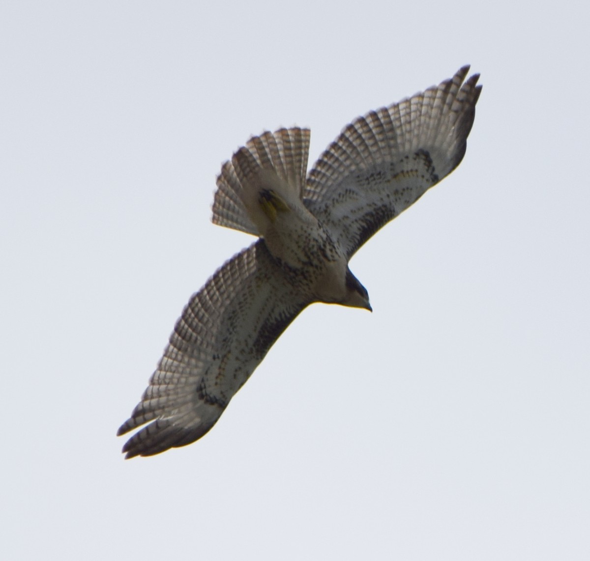アカオノスリ - ML641754944