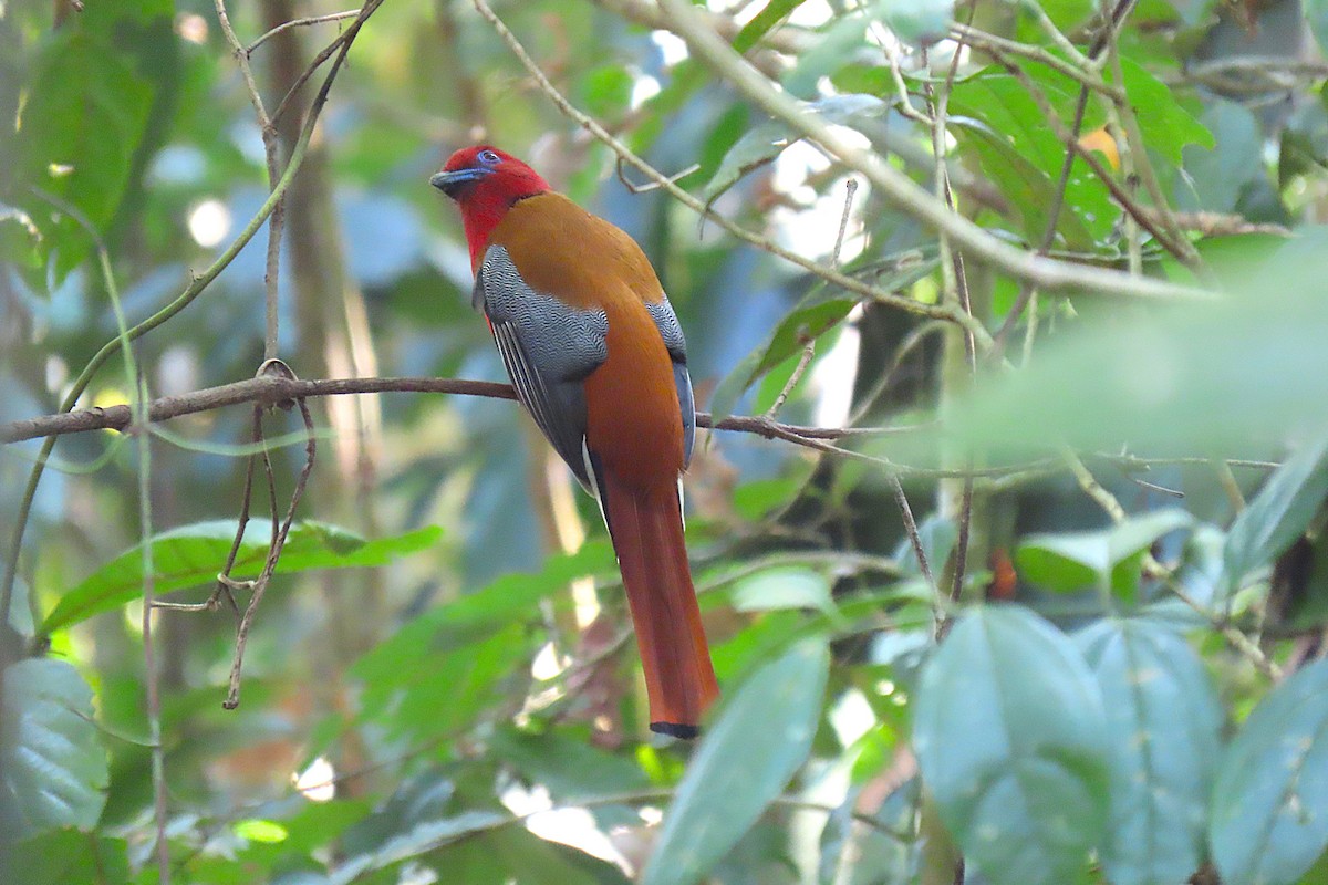 Red-headed Trogon - ML641754949