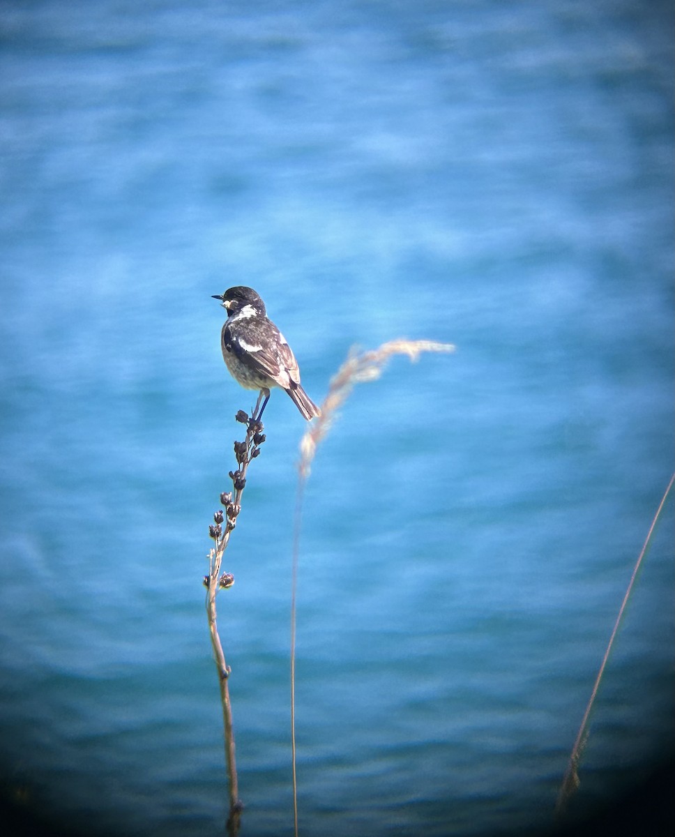 European Stonechat - ML641754955