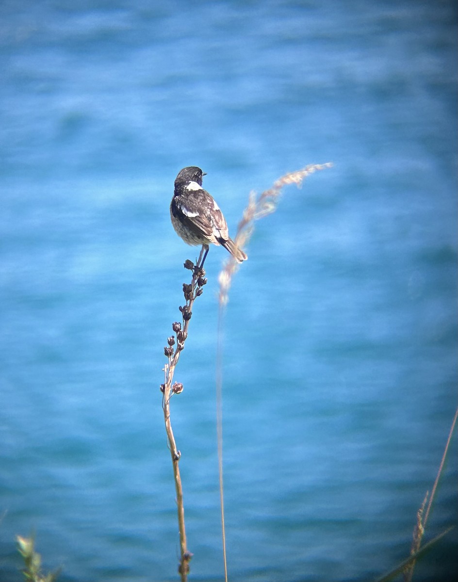 European Stonechat - ML641754956
