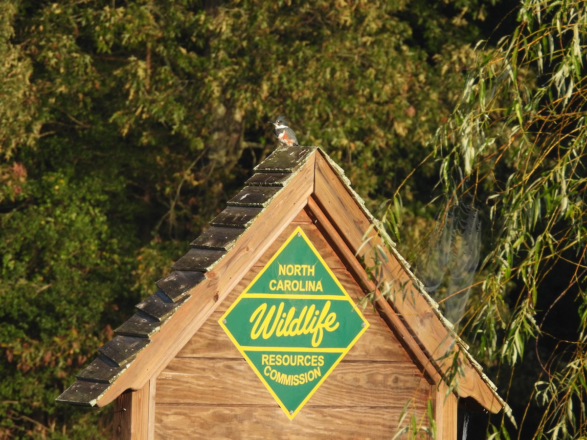 Belted Kingfisher - ML641754995