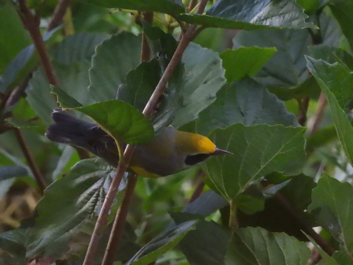 Golden-winged Warbler - ML641755012