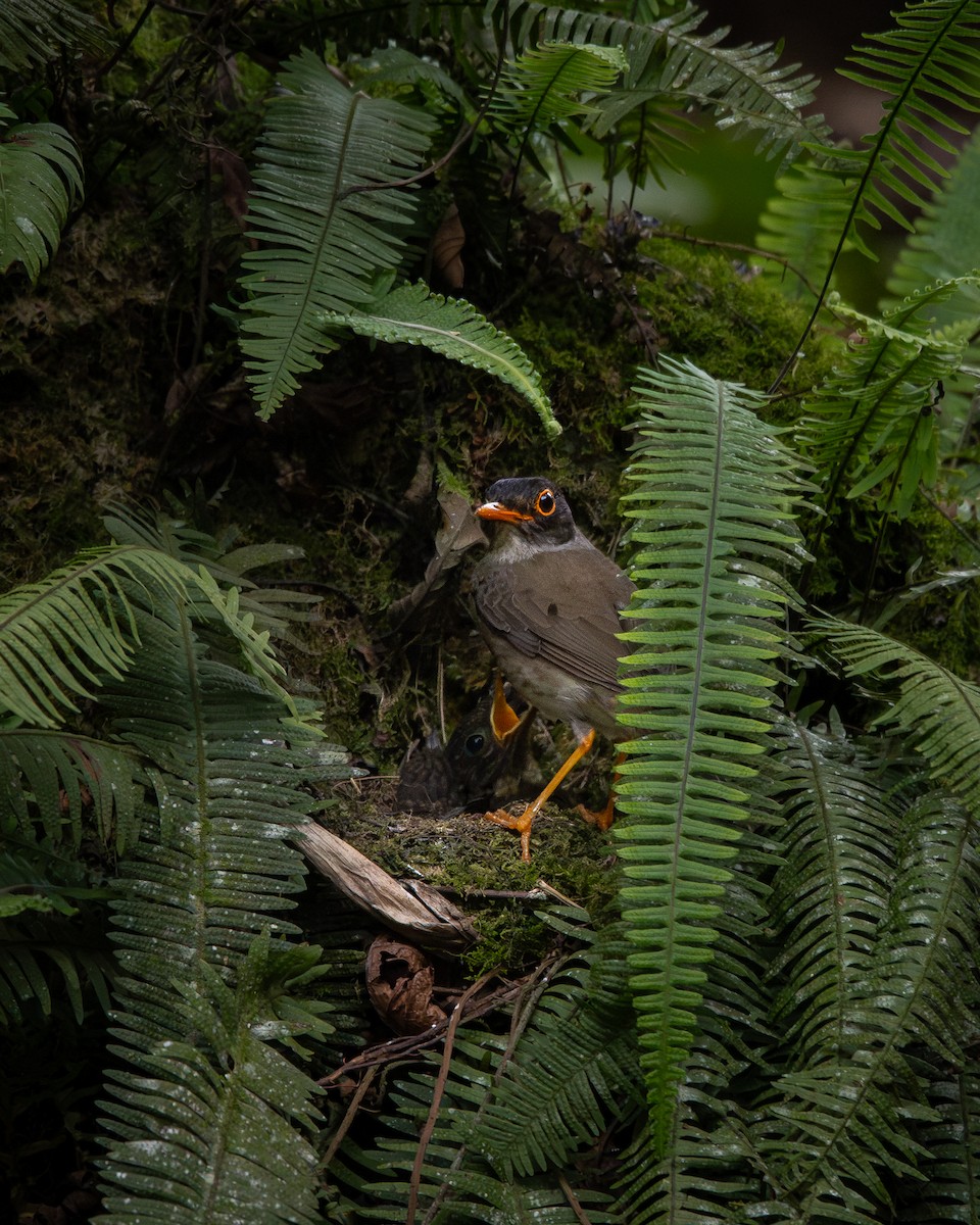 Black-headed Nightingale-Thrush - ML641755023