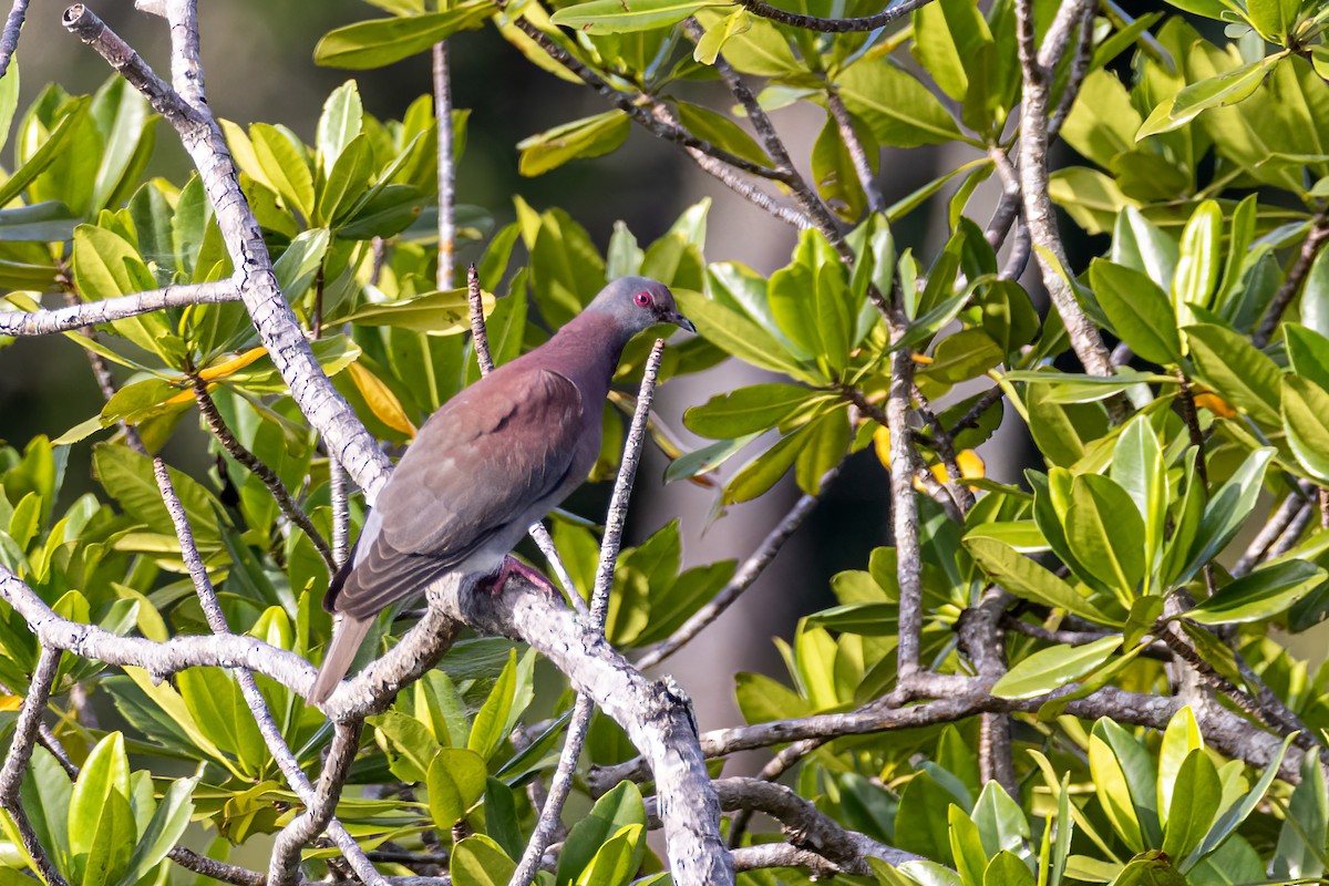 Pale-vented Pigeon - ML641755051