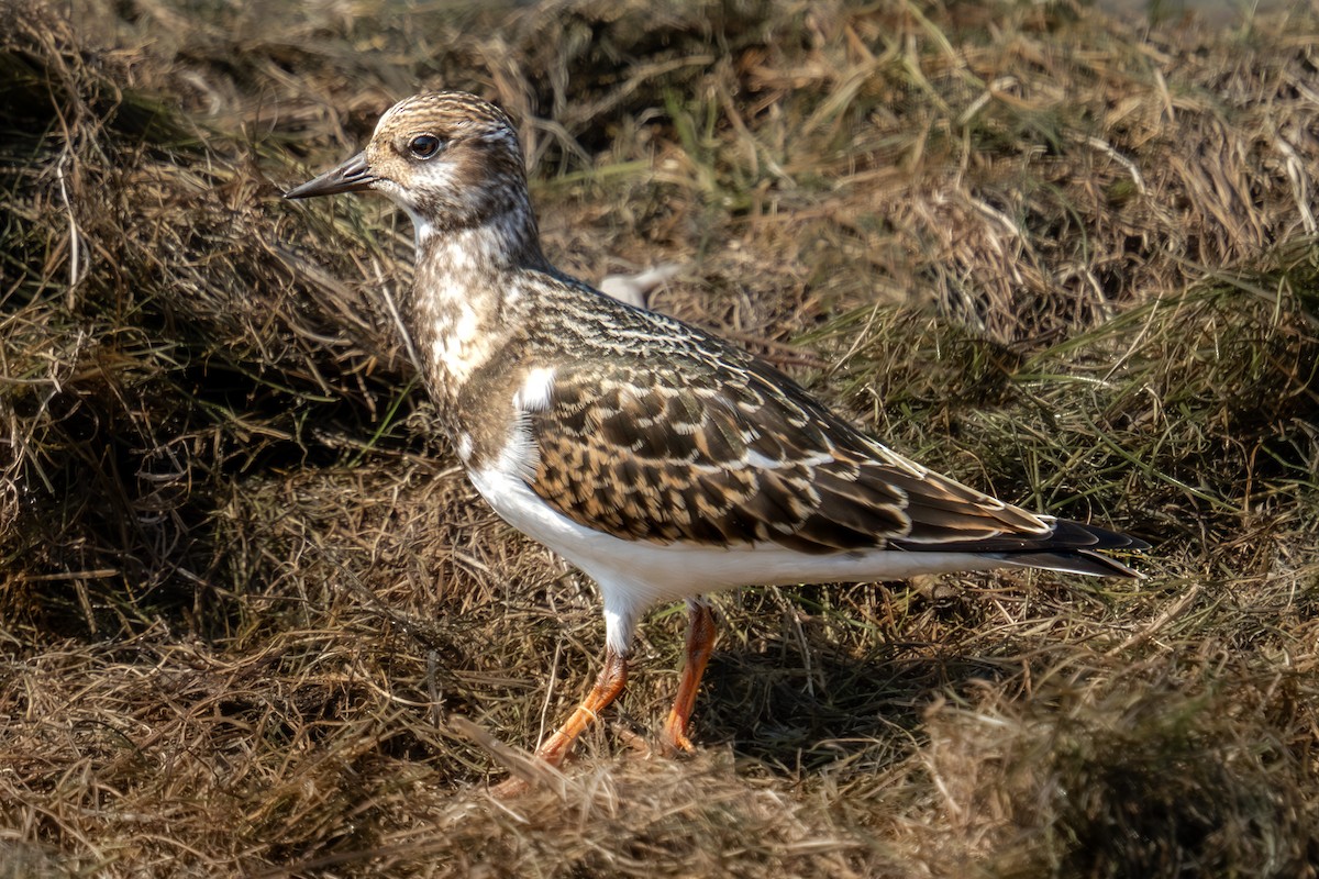 Ruddy Turnstone - ML641755075