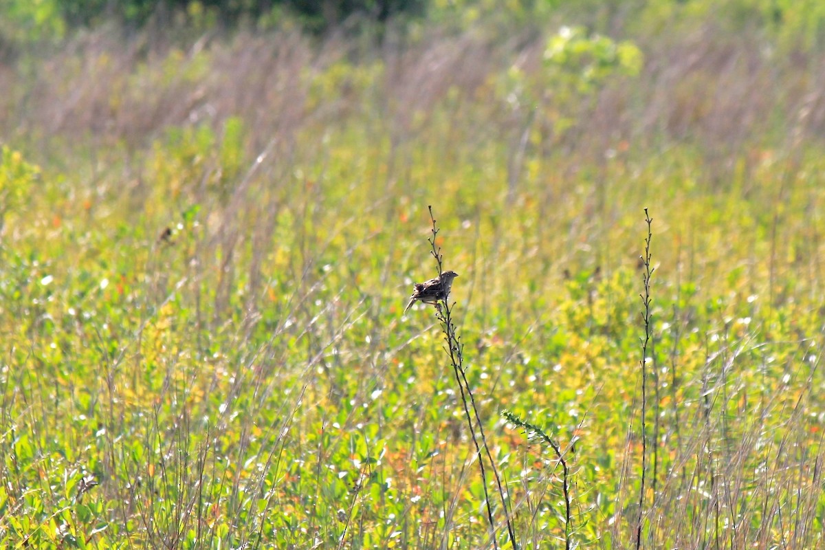 Grasshopper Sparrow - ML641755091