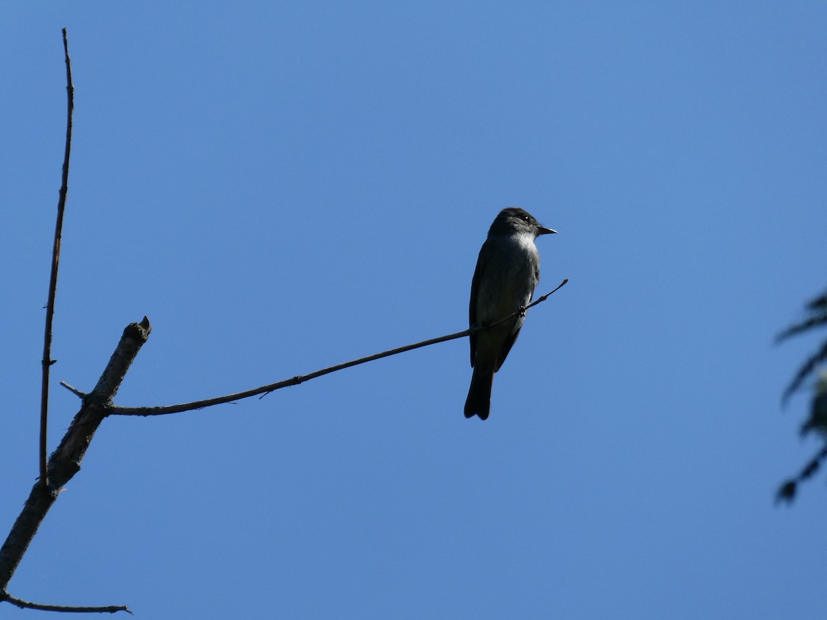 Eastern Wood-Pewee - ML641755131