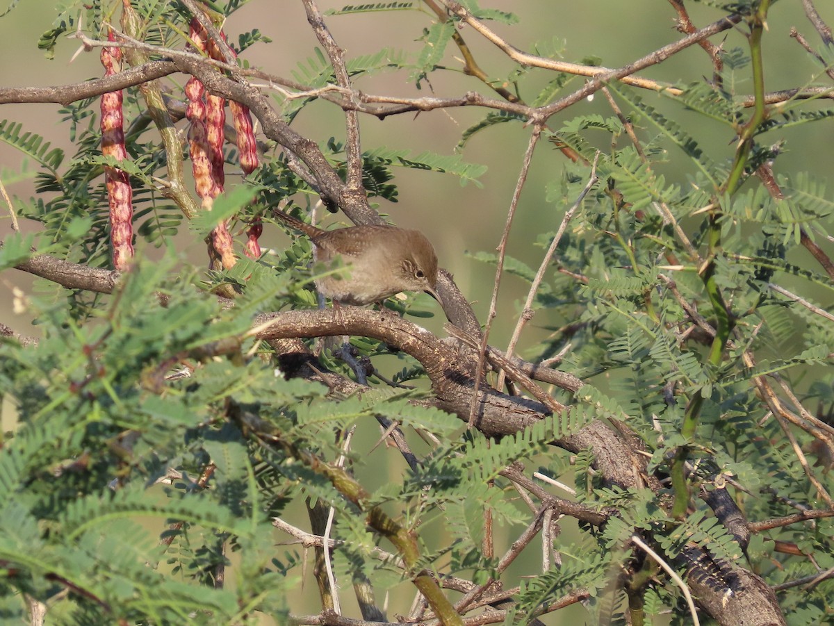 Northern House Wren - ML641755133