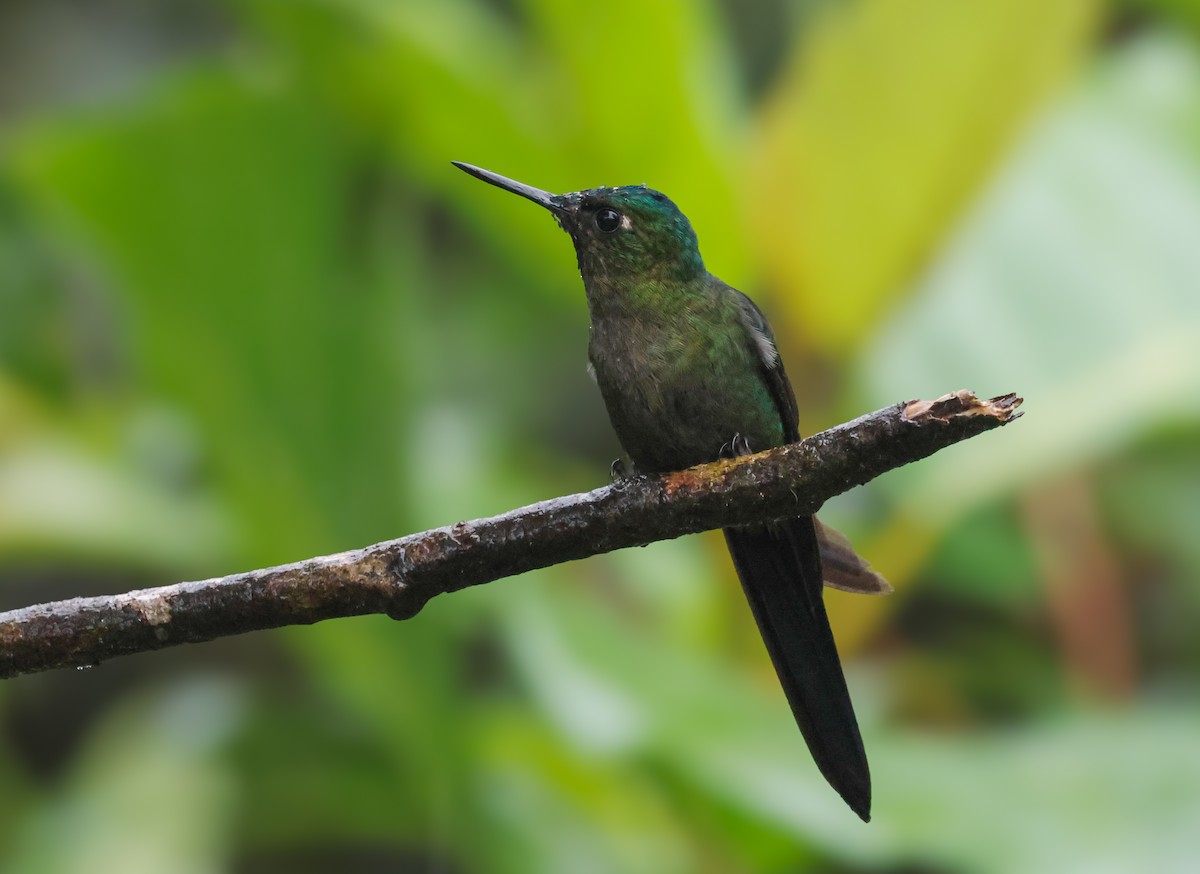 Violet-tailed Sylph - ML641755153