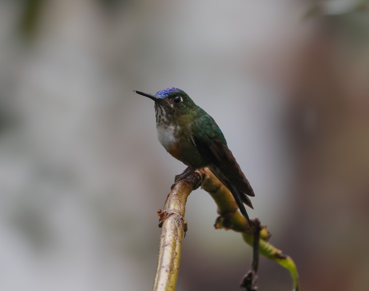 Violet-tailed Sylph - ML641755154