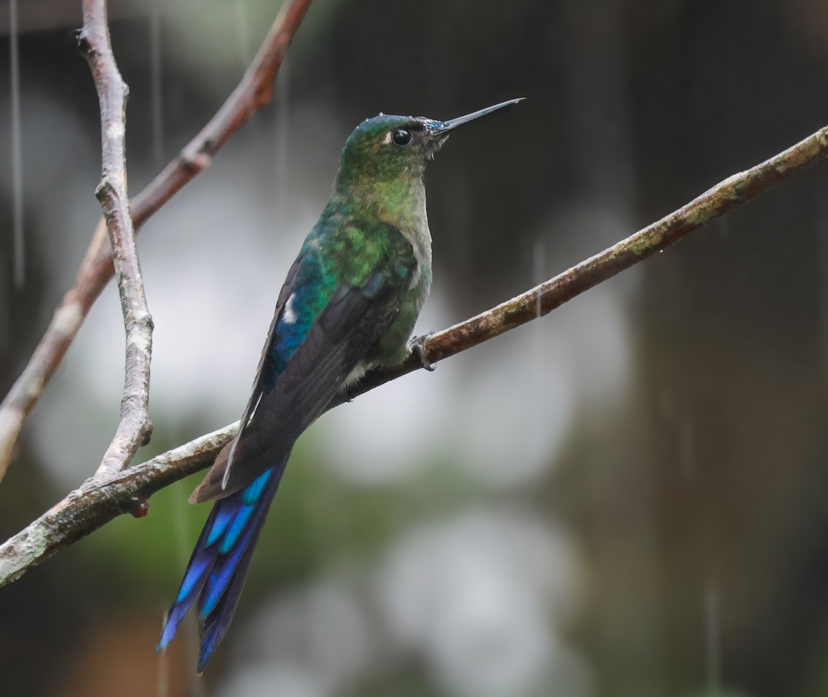 Violet-tailed Sylph - ML641755155