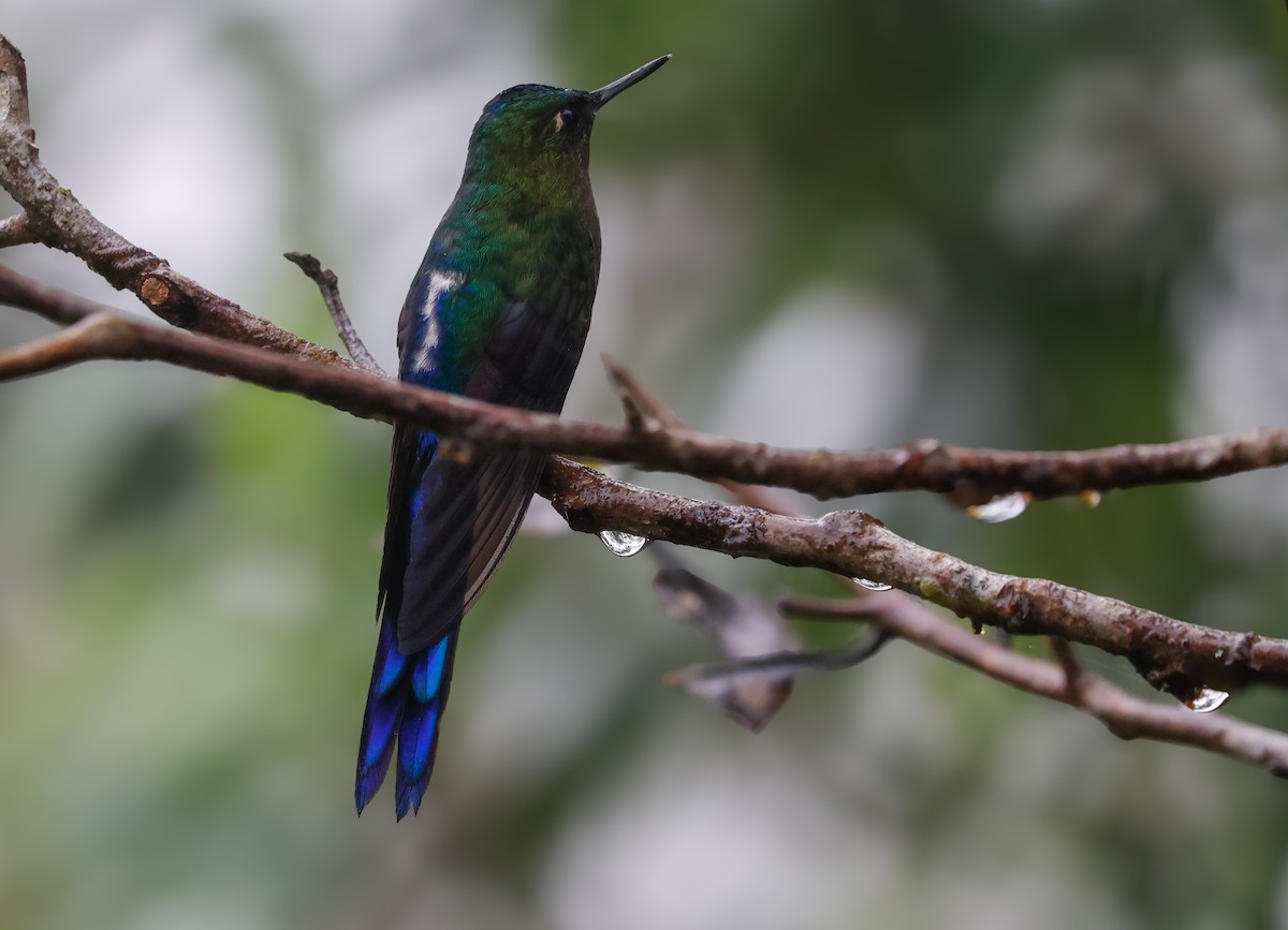 Violet-tailed Sylph - ML641755156