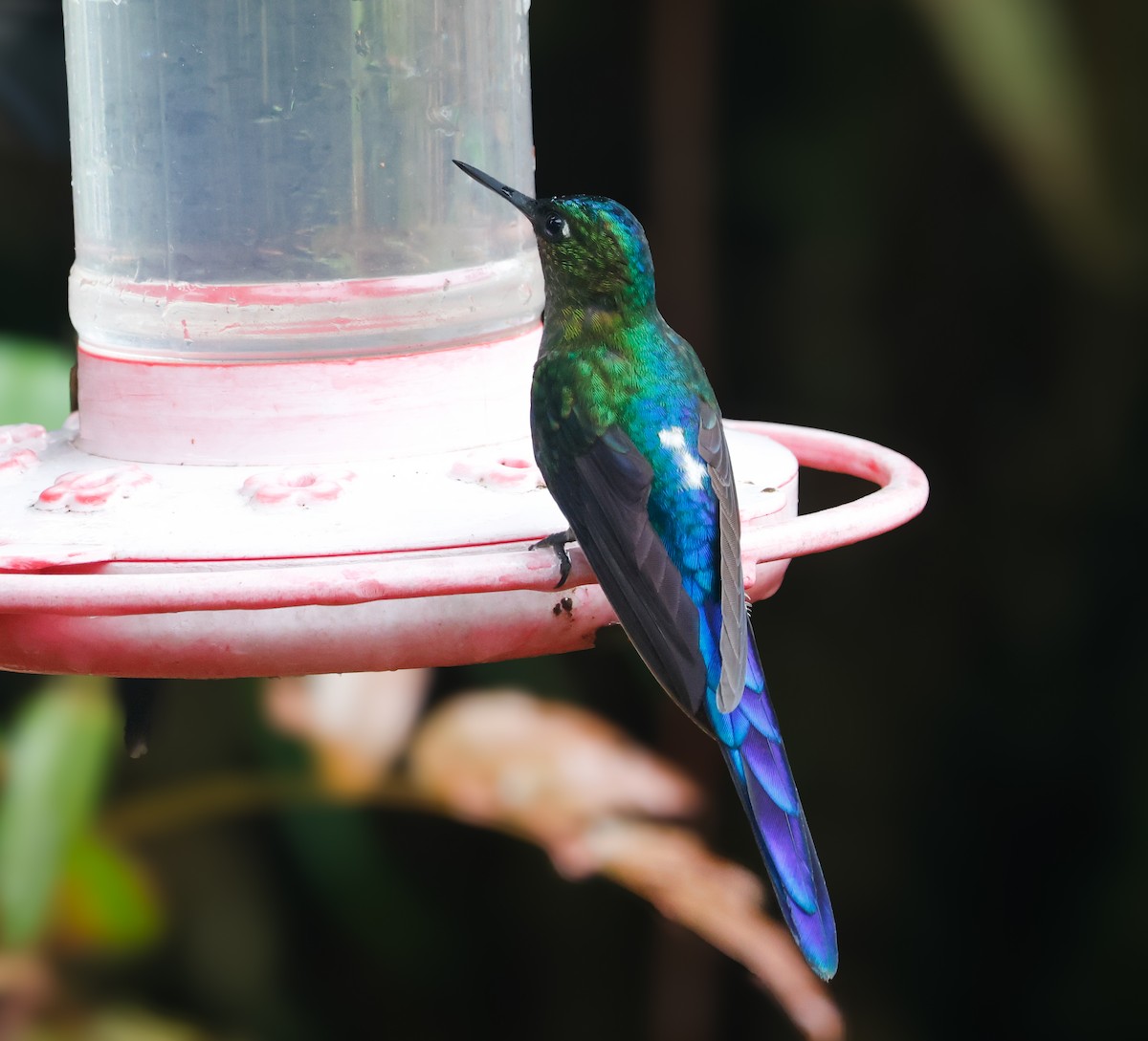 Violet-tailed Sylph - ML641755157