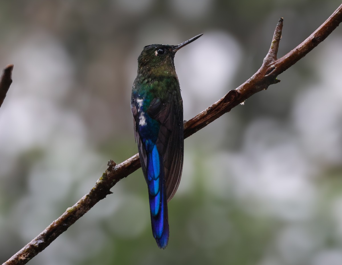 Violet-tailed Sylph - ML641755158