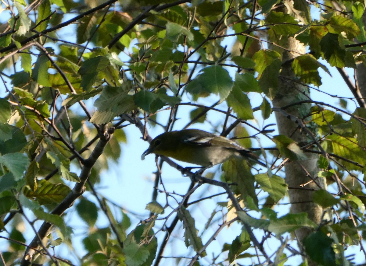 Yellow-throated Vireo - ML641755161