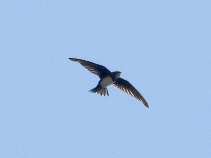 Alpine Swift - ML641755166