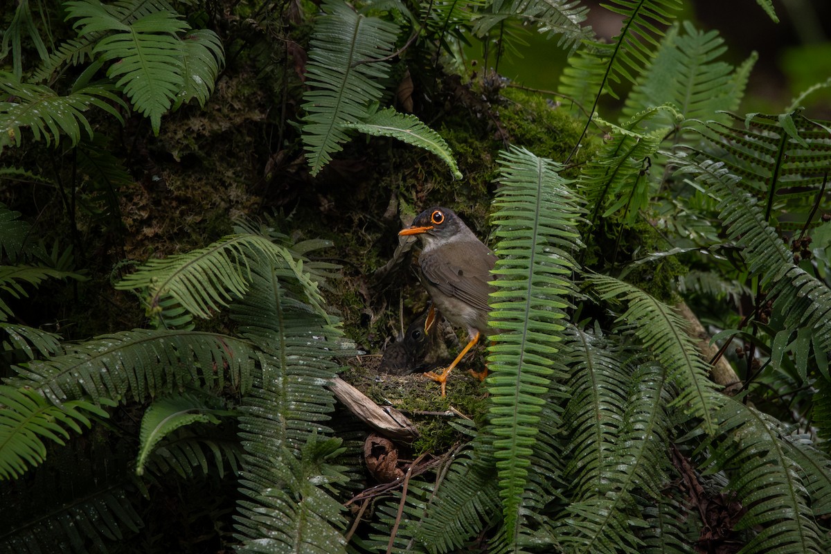 Black-headed Nightingale-Thrush - ML641755182
