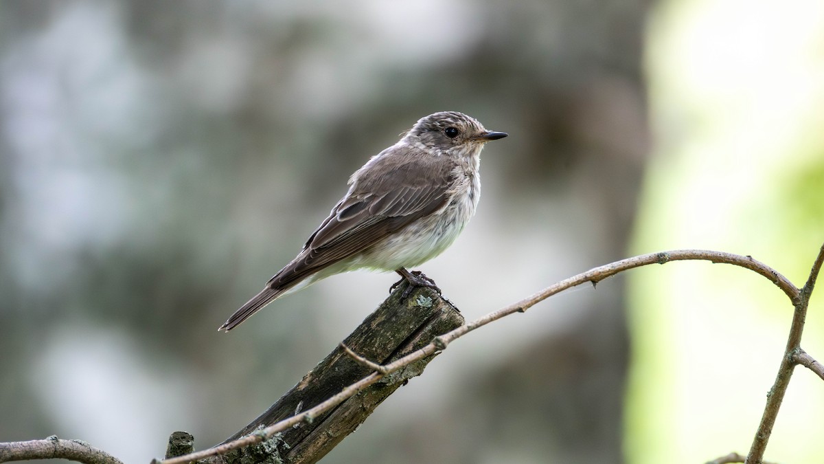 Pigliamosche/Pigliamosche tirrenico - ML641755196