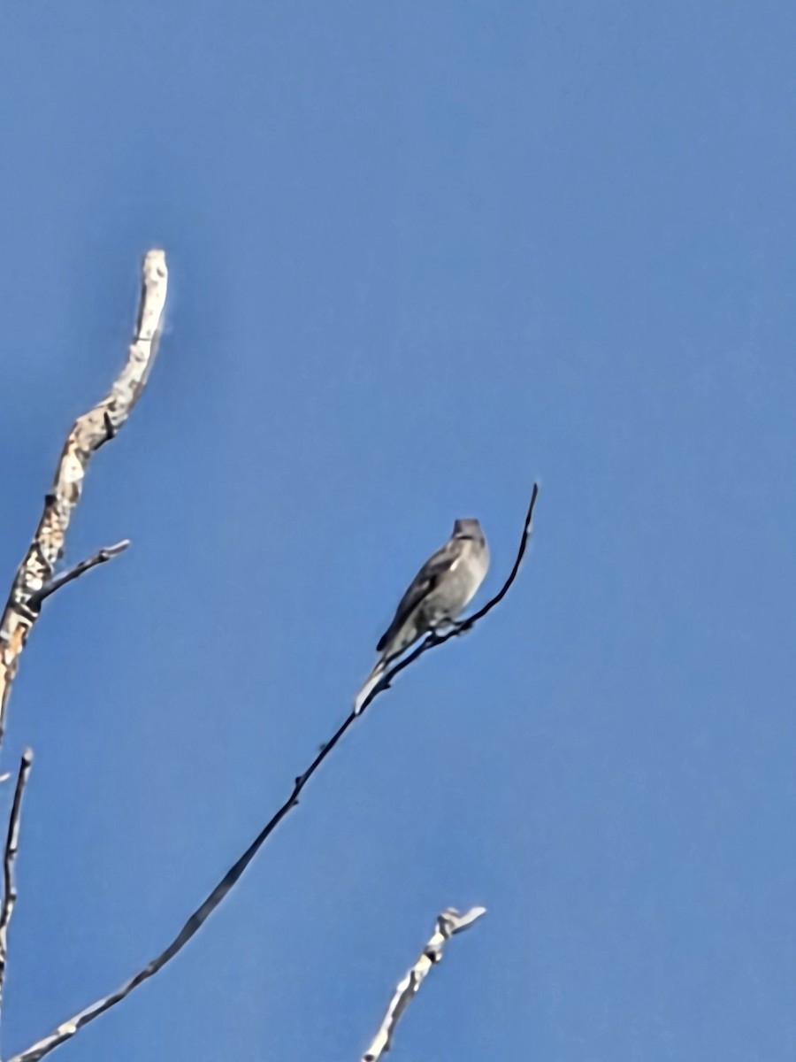 Townsend's Solitaire - ML641755212