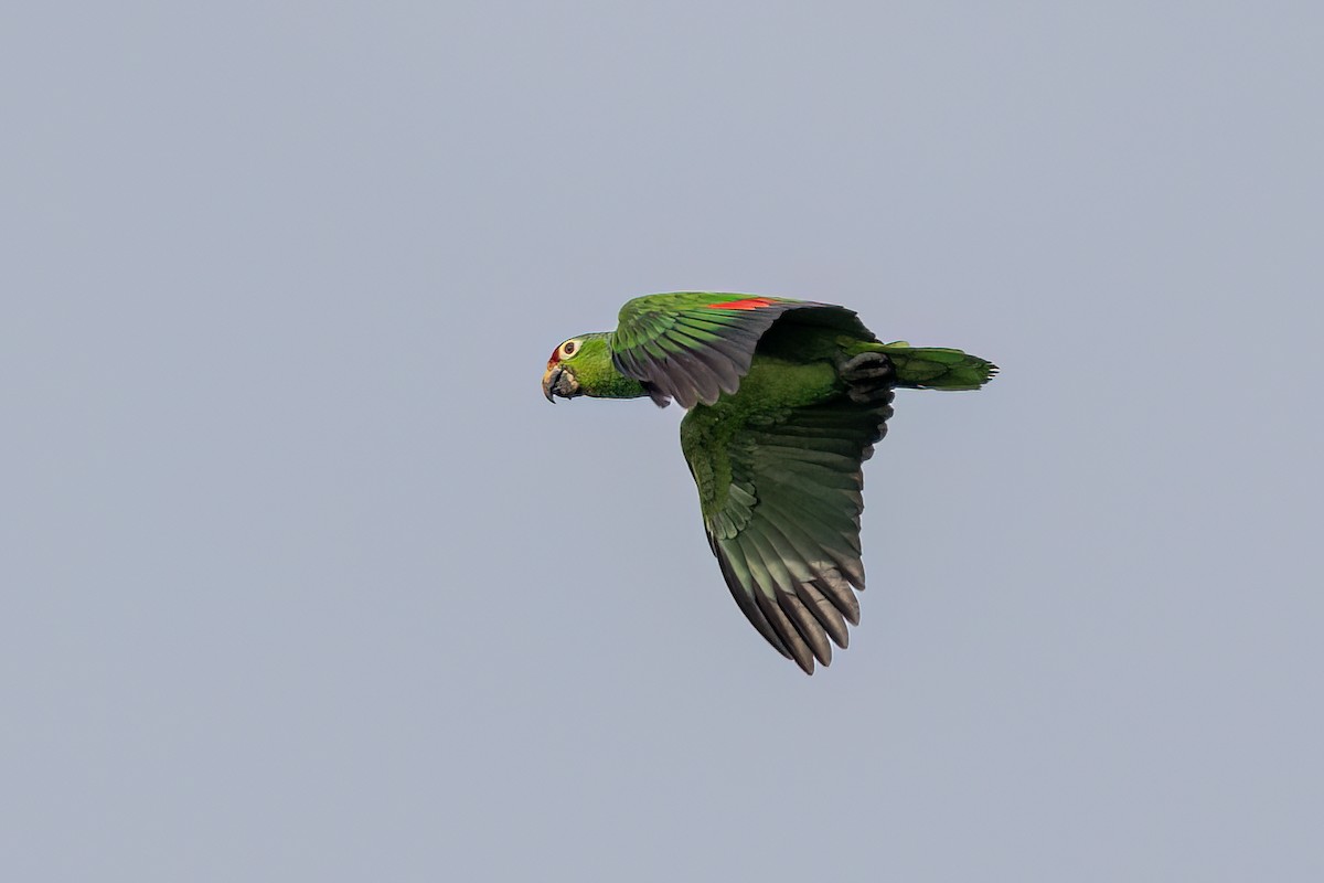 Red-lored Amazon - ML641755224