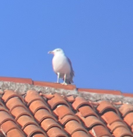 Yellow-legged Gull - ML641755256