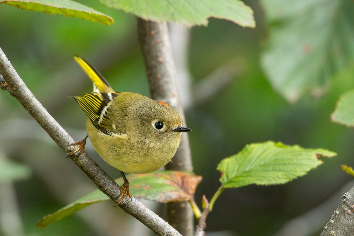 Ruby-crowned Kinglet - ML641755275