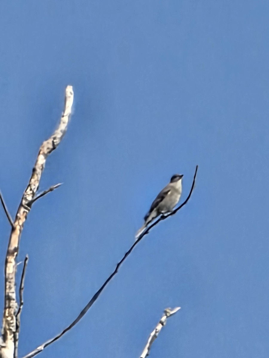 Townsend's Solitaire - ML641755315