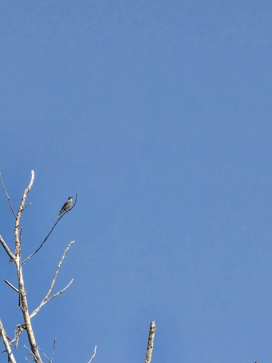 Townsend's Solitaire - ML641755344