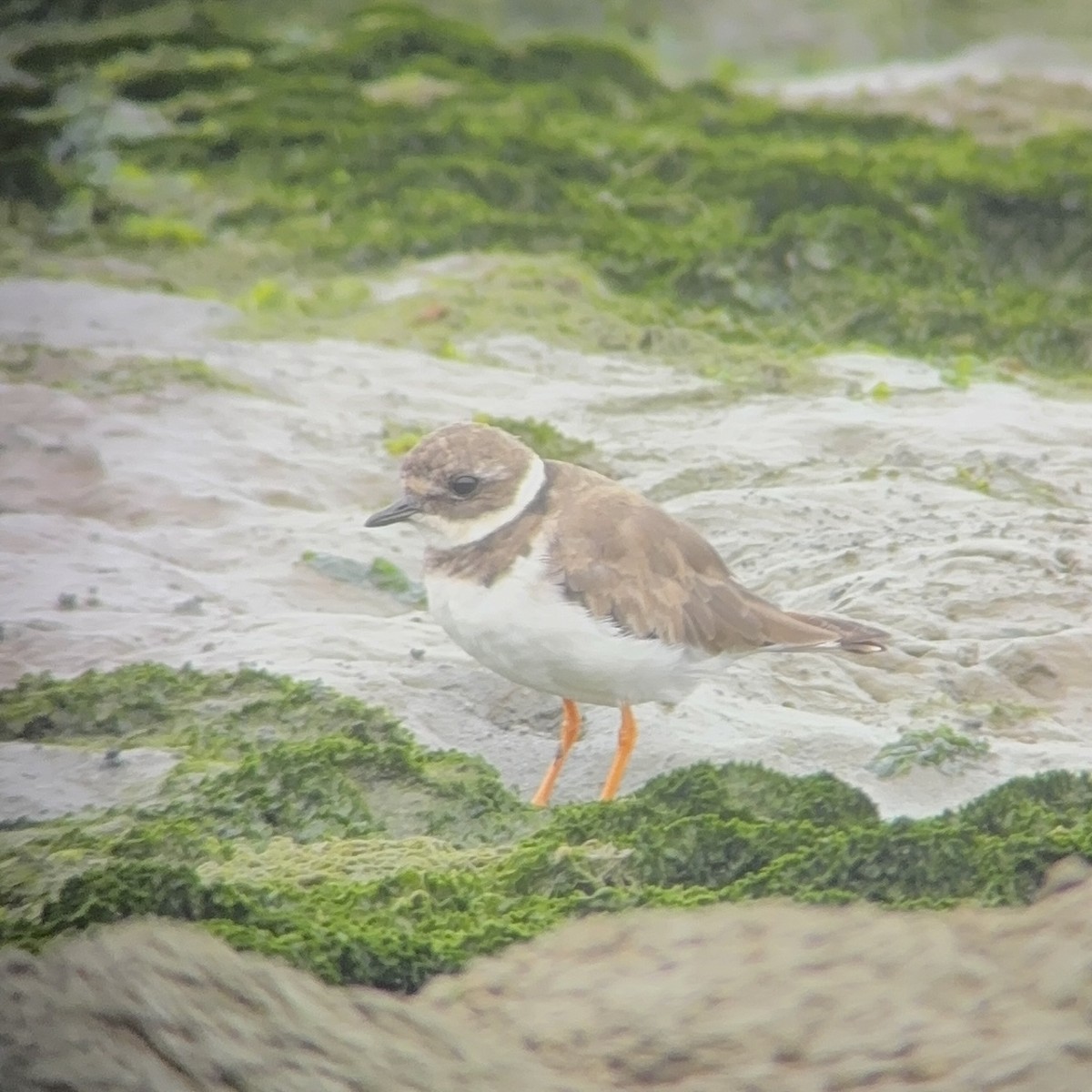 Common Ringed Plover - ML641755442