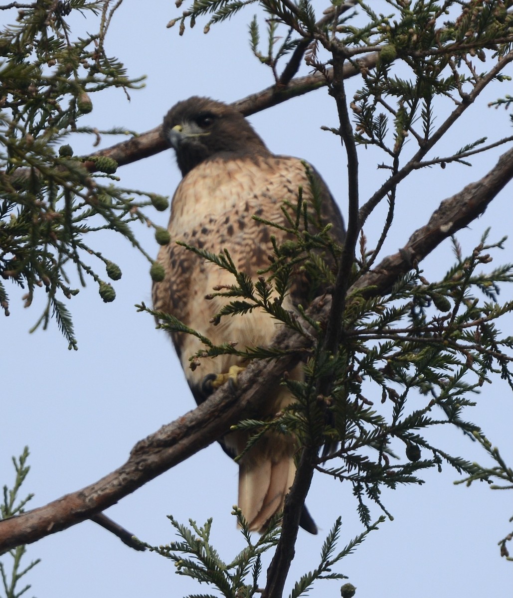 Red-tailed Hawk - ML641755465
