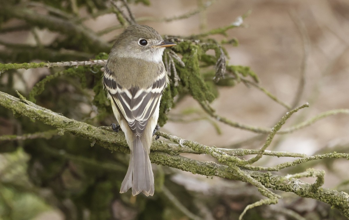 Least Flycatcher - ML641755470
