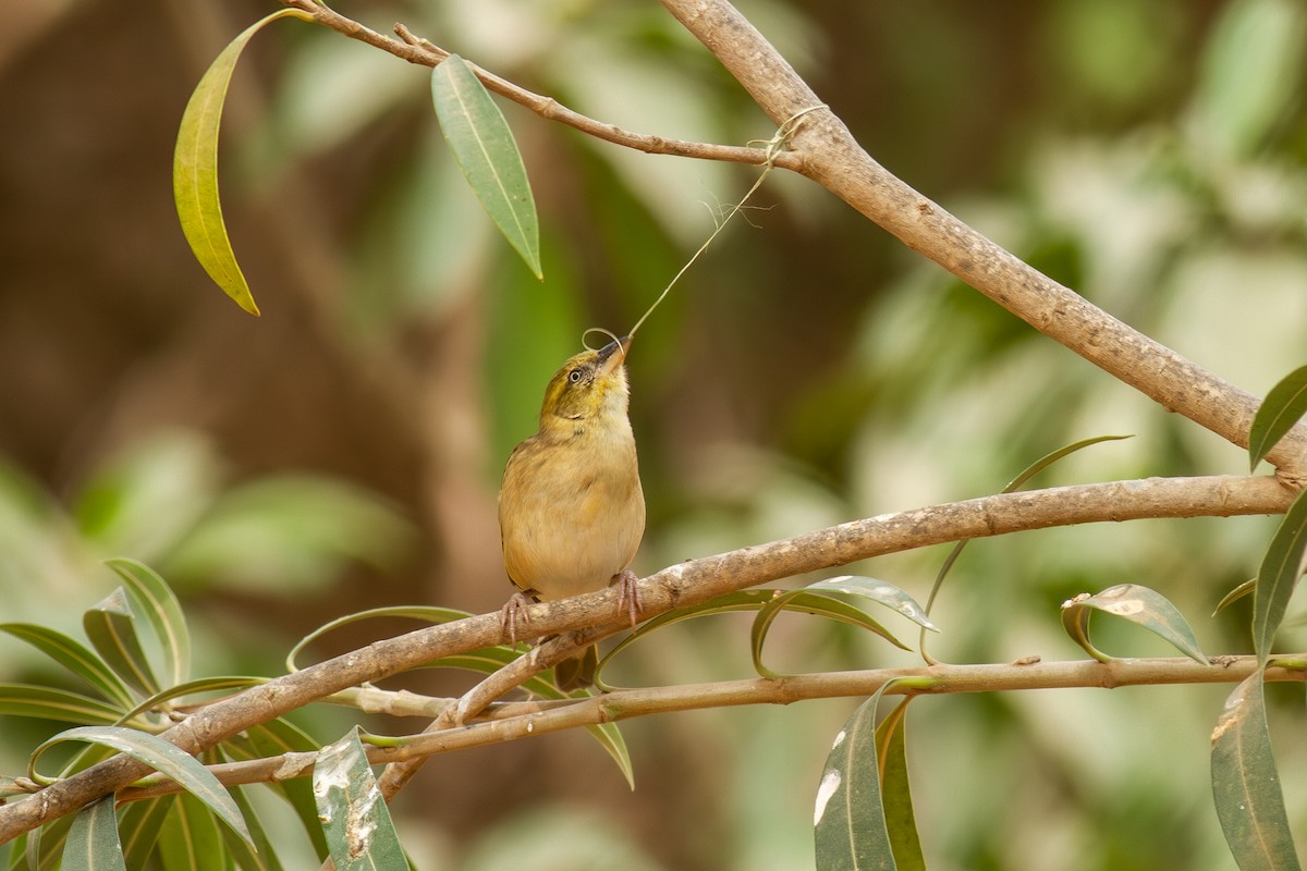 Black-headed Weaver - ML641755481