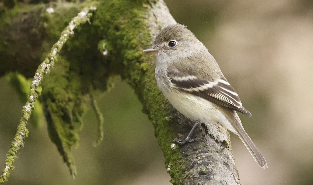 Least Flycatcher - ML641755488