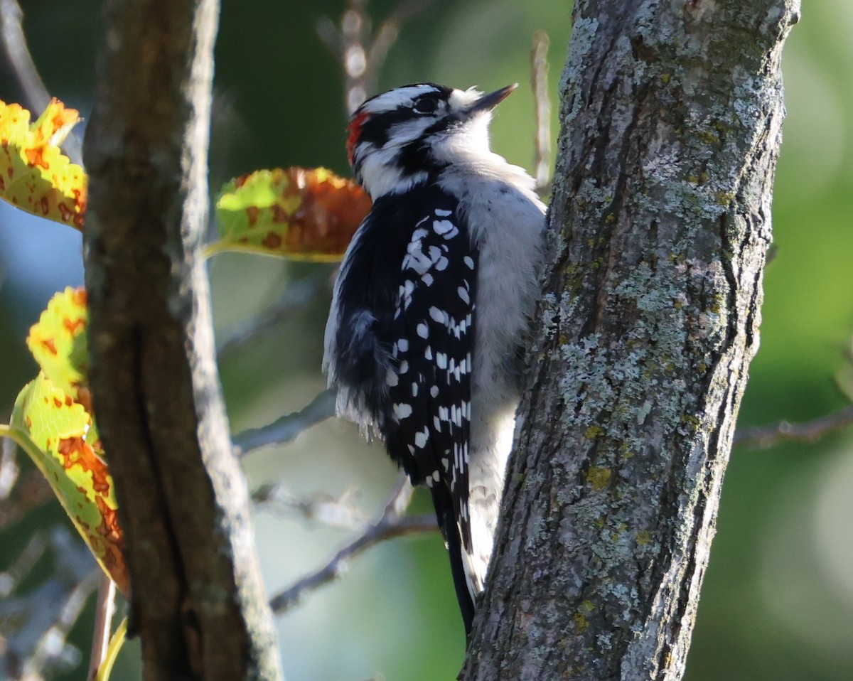 Downy Woodpecker - ML641755522