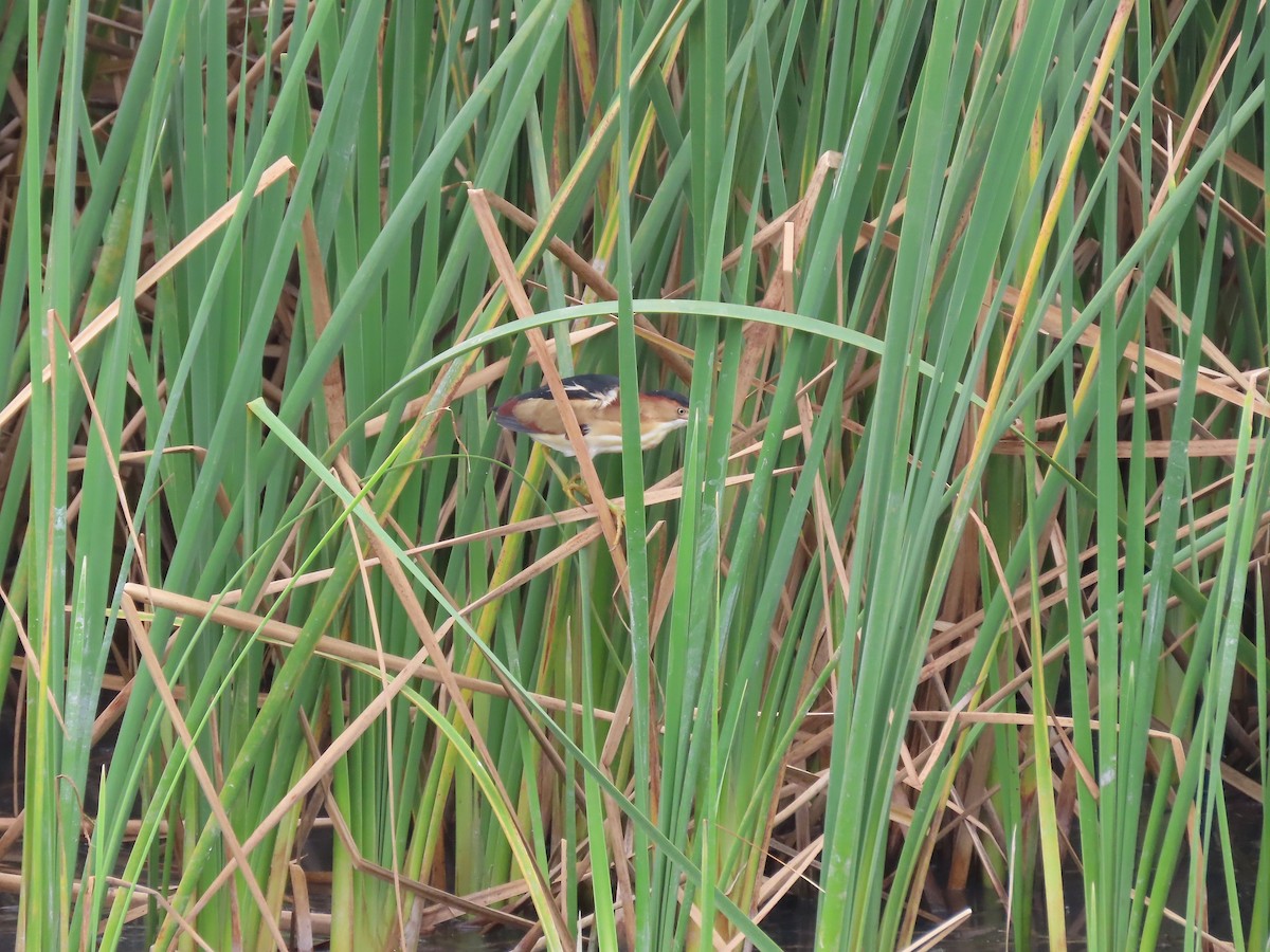 Least Bittern - ML641755602