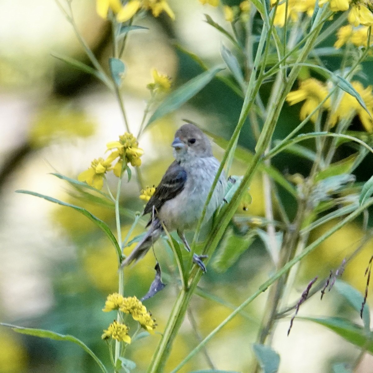 Indigo Bunting - ML641755629
