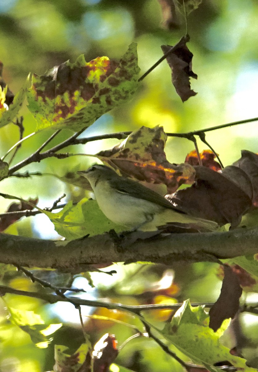 Red-eyed Vireo - ML641755637